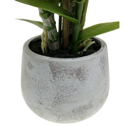 Floristik24 Orquídea en una olla de salmón A41cm