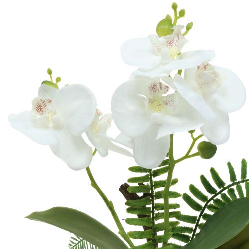 Floristik24 Orquídea blanca con bolas de musgo y raíces 36cm