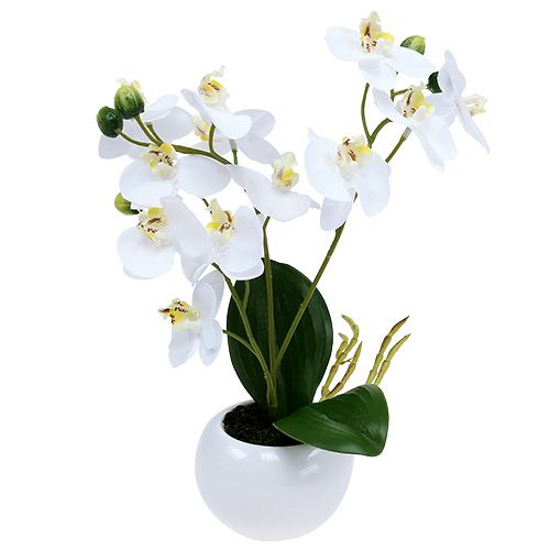 Floristik24 Orquídeas en maceta 30cm blancas