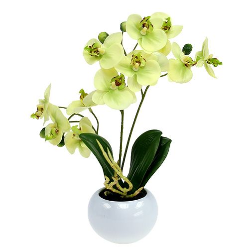 Floristik24 Orquídea en maceta verde Al. 30 cm