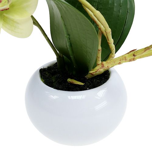 Floristik24 Orquídea en maceta verde Al. 30 cm
