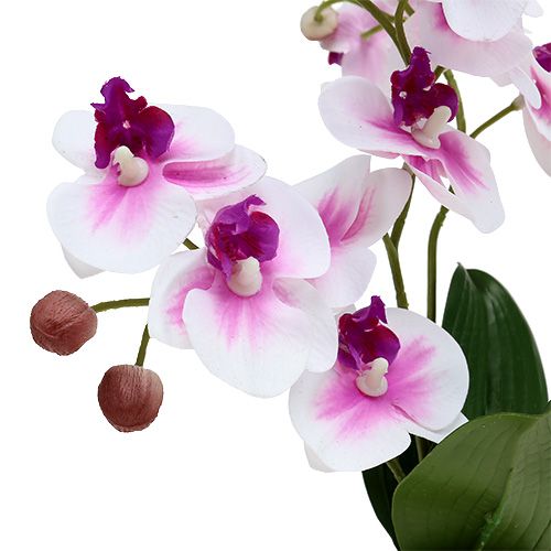 Floristik24 Orquídeas en maceta H30cm Blanco-Rosa