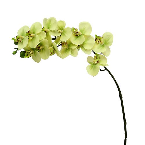 Artículo Rama de orquídea verde claro L58cm