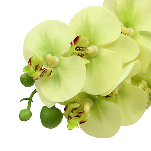 Artículo Rama de orquídea verde claro L58cm