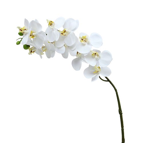 Floristik24 Rama de orquídea blanca L58cm