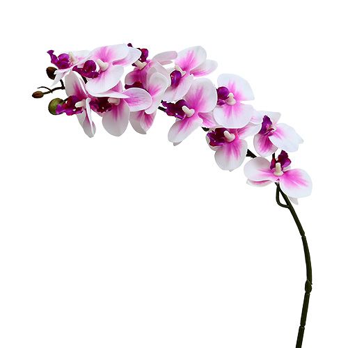 Floristik24 Rama de orquídea blanco-rosa L58cm