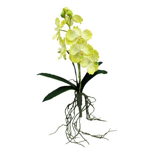 Floristik24 Orquídea con raíces verde claro L43cm