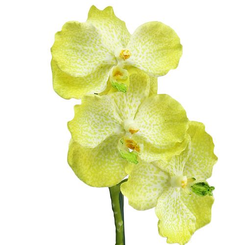 Floristik24 Orquídea con raíces verde claro L43cm