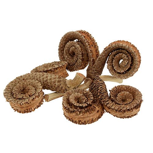 Artículo Palma Macho Naturaleza 25uds