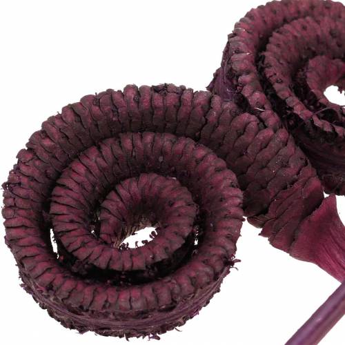Artículo Decoración seca palma macho vino tinto 25uds