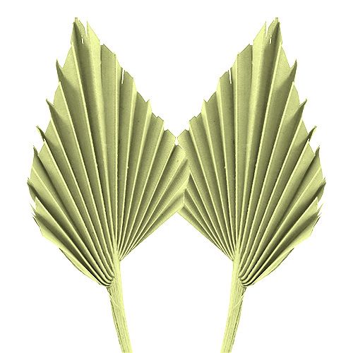 Artículo Palmspear verde manzana blanco lavado 65uds