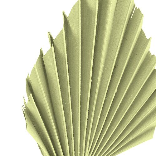 Artículo Palmspear verde manzana blanco lavado 65uds