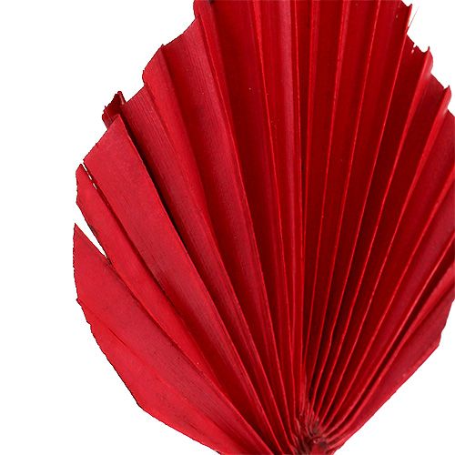 Artículo Lanza de palma roja 65 uds.