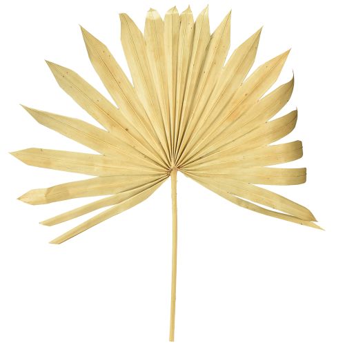 Floristik24 Palmspear Sun Natural Hoja de Palma Seca Decoración Natural 30 piezas