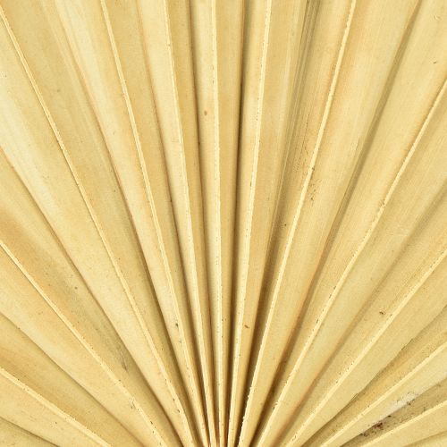 Artículo Palmspear Sun Natural Hoja de Palma Seca Decoración Natural 30 piezas
