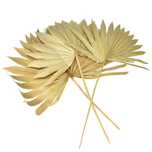 Artículo Palmspear Sun Natural Hoja de Palma Seca Decoración Natural 30 piezas