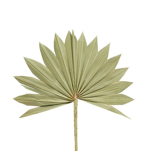 Floristik24 Palmspear Sol mini naturaleza 50uds