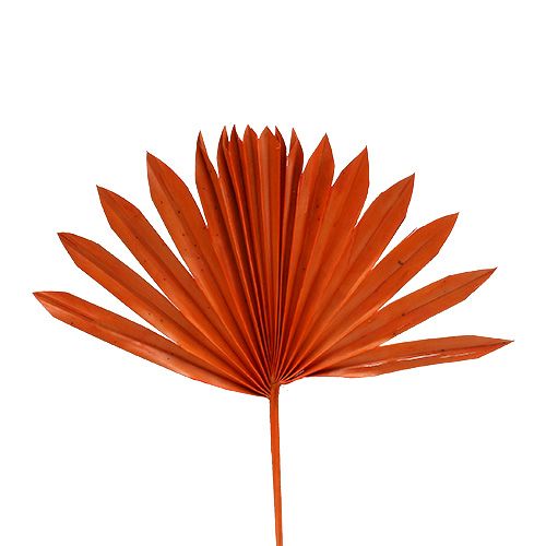 Floristik24 Palmspear Sun mini Naranja 50uds