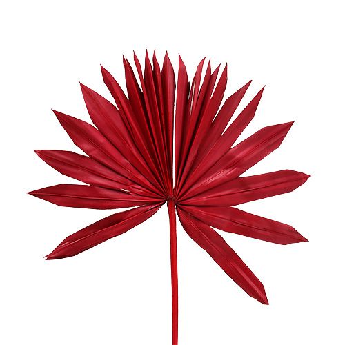 Floristik24 Palmspear Sol mini rojo 50uds
