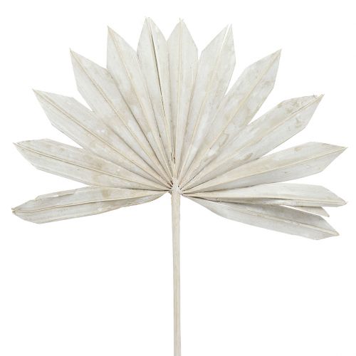 Floristik24 Palmspear Sun mini blanqueado 50 uds.