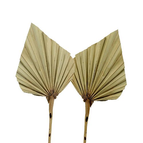 Palmspear mini naturaleza 100uds