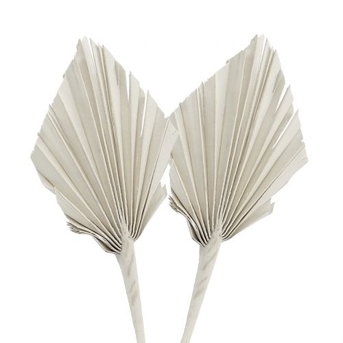 Floristik24 Palmspear Mini Blanco lavado 100 uds