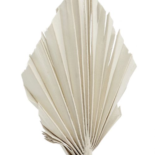 Artículo Palmspear Mini Blanco lavado 100 uds