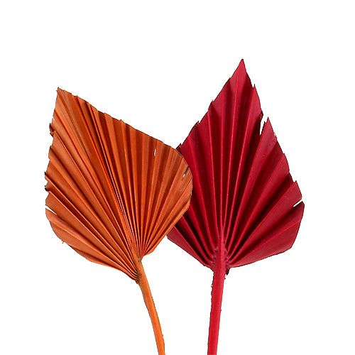 Floristik24 Mini tipo Palmspear. Rojo/Naranja 100uds.