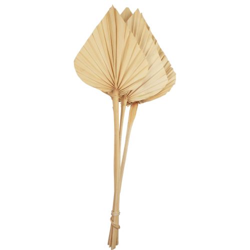 Palmspear hojas de palma decoración natural blanqueadas 12,5×38cm 4 piezas