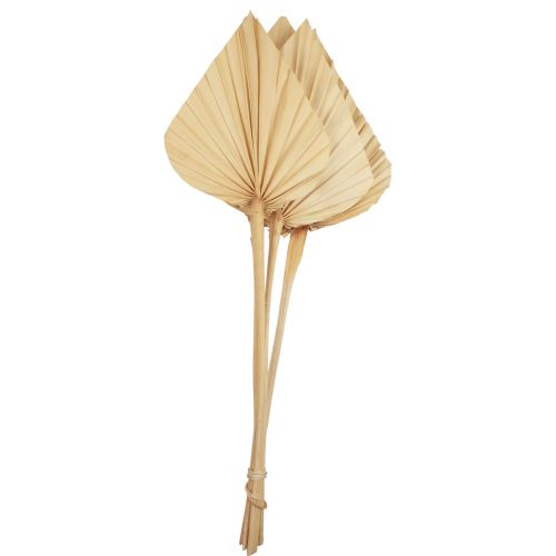 Palmspear Hojas de Palma Decoración Natural Blanqueadas 12,5×38cm 4uds