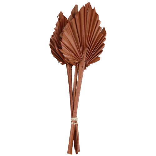 Artículo Palmspear hojas de palma decoración natural marrón 5-9×14cm L35cm 4ud