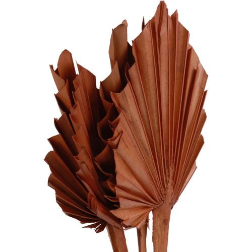 Palmspear hojas de palma decoración natural marrón 5-9×14cm L35cm 4ud