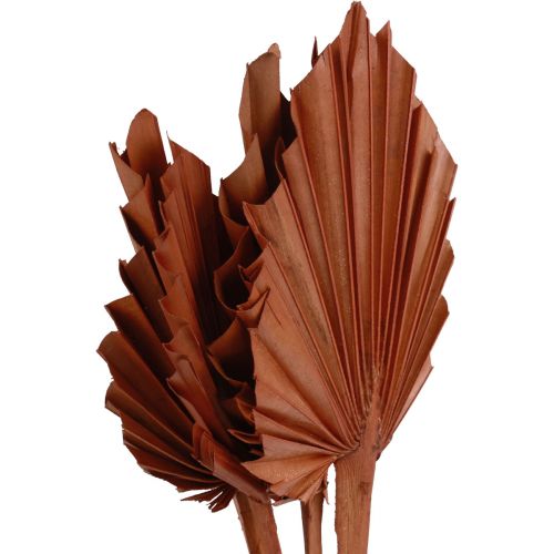 Artículo Palmspear hojas de palma decoración natural marrón 5-9×14cm L35cm 4ud