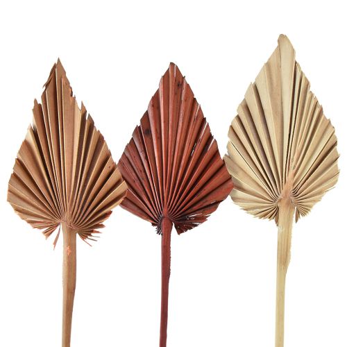 Floristik24 Palmspear surtido Marruecos 30uds