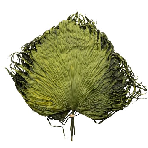 Floristik24 Hojas de palma secas decoración Saribus verde 45cm 5 uds