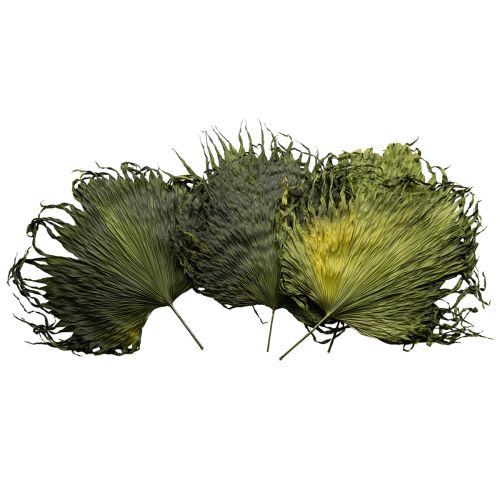 Floristik24 Hojas de palma secas decoración Saribus verde 45cm 5 uds