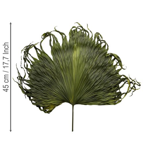 Artículo Hojas de palma secas decoración Saribus verde 45cm 5 uds