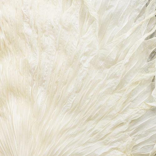 Artículo Hojas de palma secas decorativas blanqueadas 45cm 5 uds