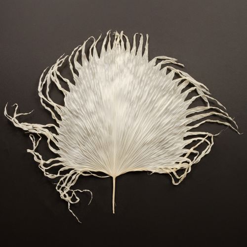 Artículo Hojas de palma secas decorativas blanqueadas 45cm 5 uds