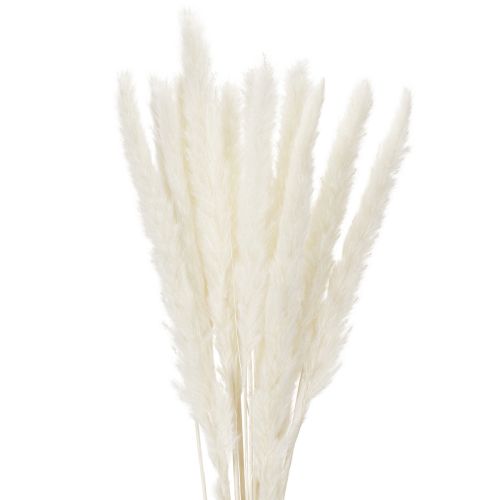 Flores secas de hierba de la Pampa blanqueadas, 70 cm, 15 unidades comprar | Floristik24.es