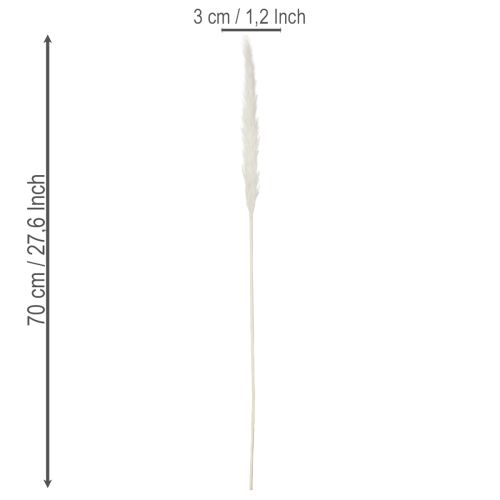 Flores secas de hierba de la Pampa blanqueadas, 70 cm, 15 unidades | Floristik24.es
