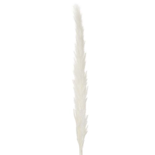 Flores secas de hierba de la Pampa blanqueadas, 70 cm, 15 unidades | Floristik24.es