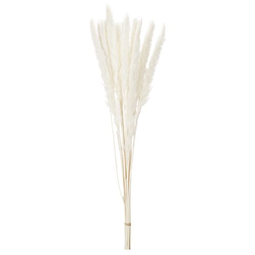 Flores secas de hierba de la Pampa blanqueadas, 70 cm, 15 unidades | Floristik24.es