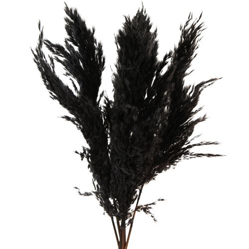 Floristik24 Hierba de pampa negra 65-75cm hierba seca decoración natural 6 piezas