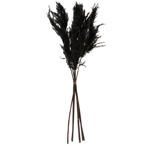 Artículo Hierba de pampa negra 65-75cm hierba seca decoración natural 6 piezas