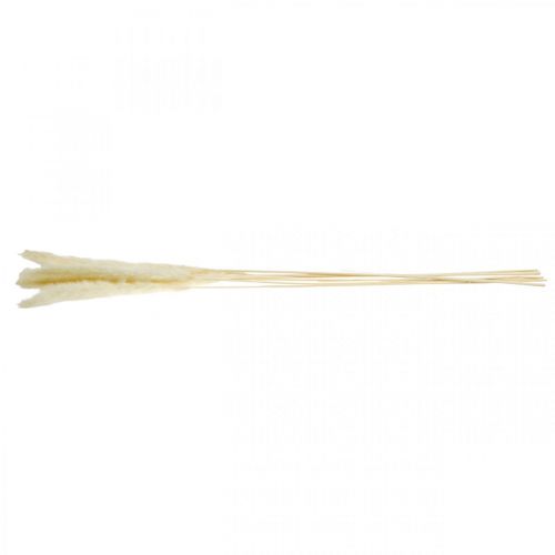 Floristik24 Crema de hierba de la pampa seca para ramo seco 65-75cm 6uds
