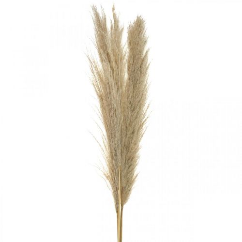 Floristik24 Pampas grass natural dry grass deco ramo seco 1m 3pcs