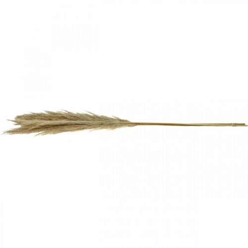 Floristik24 Hierba de pampa hierba seca natural ramo seco decorativo 1m 3uds