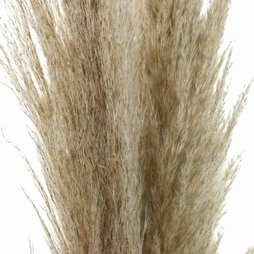 Artículo Pampas grass natural dry grass deco ramo seco 1m 3pcs