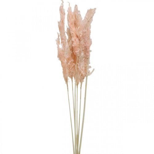 Artículo Hierba de pampa seca rosa flores secas decoración natural 65-75cm 6 piezas